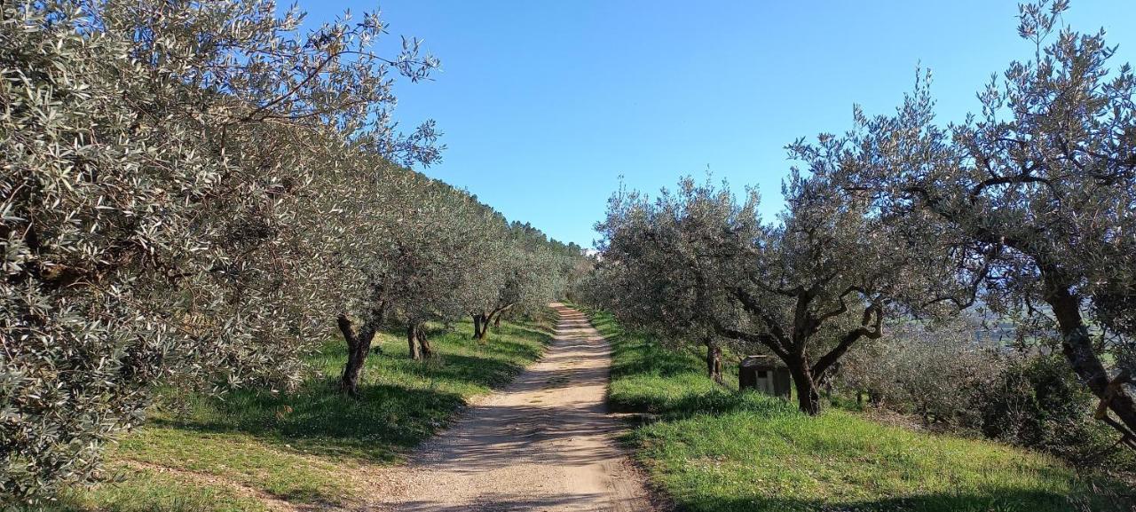 Domus Antiqua Bed & Breakfast Spello Εξωτερικό φωτογραφία