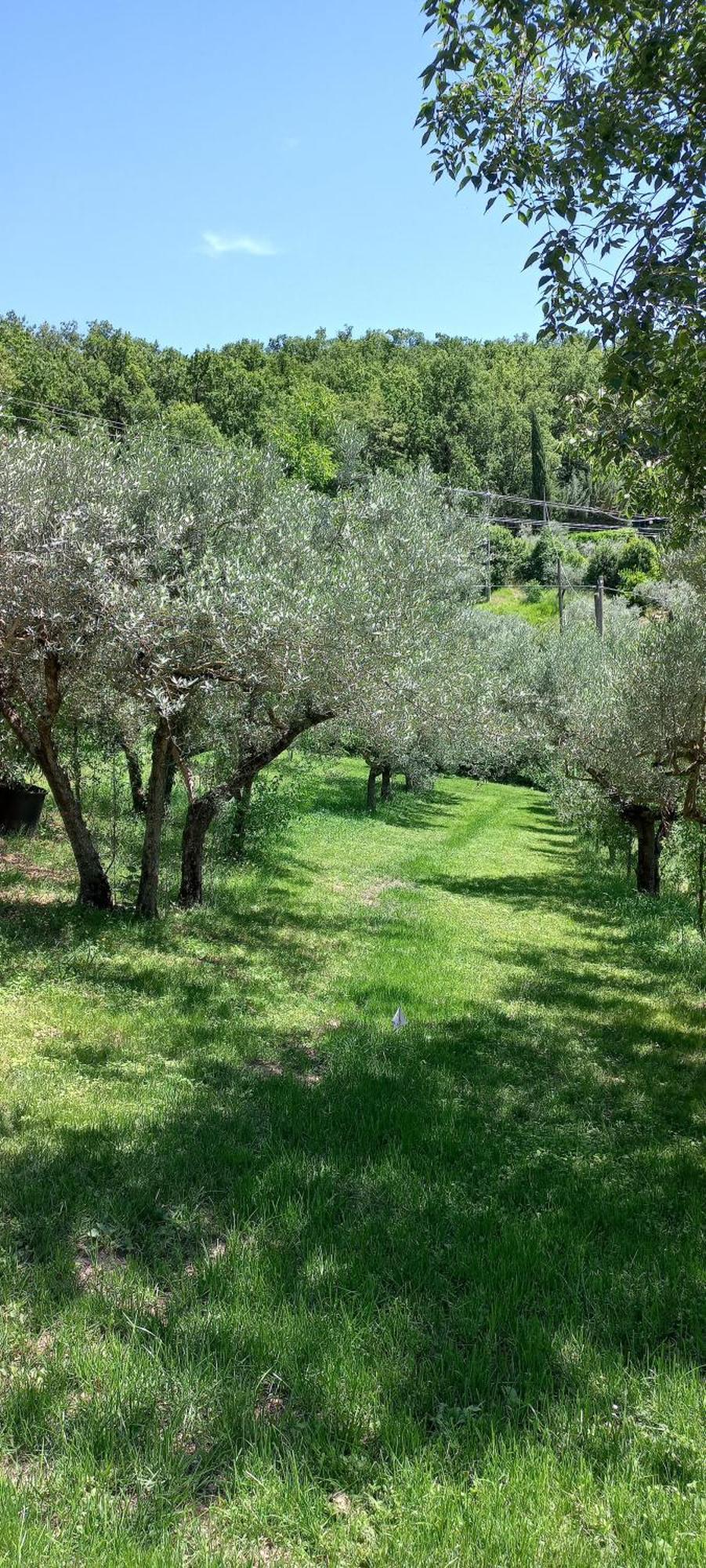 Domus Antiqua Bed & Breakfast Spello Εξωτερικό φωτογραφία